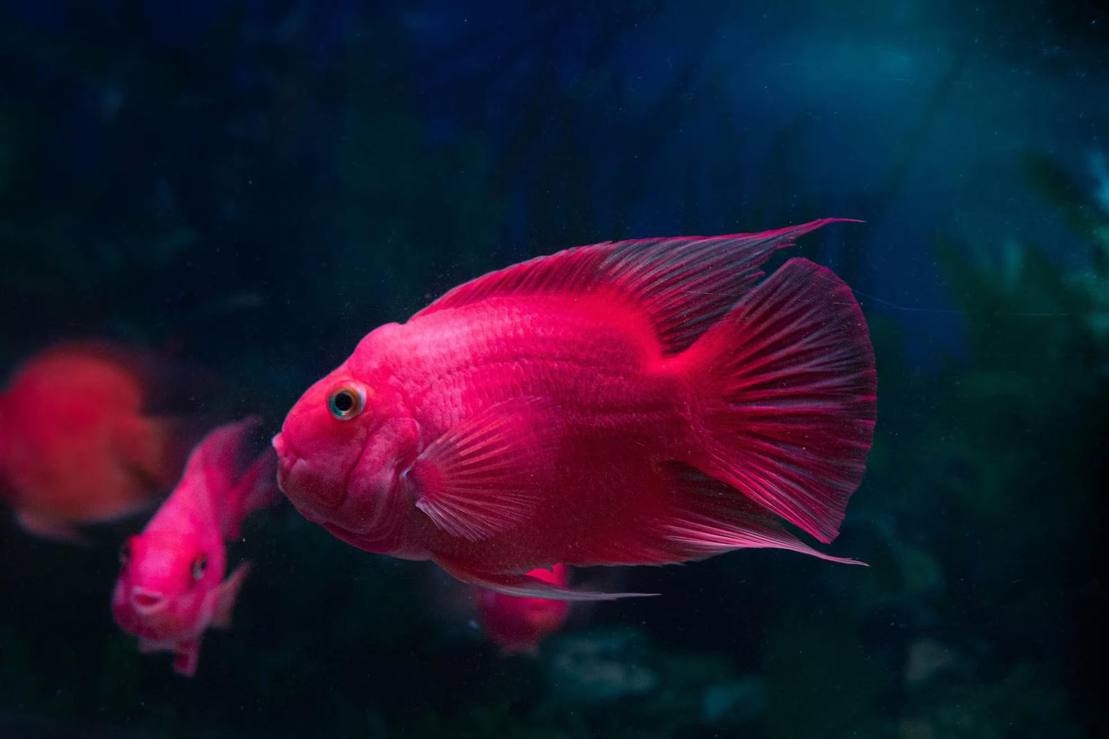 5-3. コンサルタント活用＆第三者認証のメリット