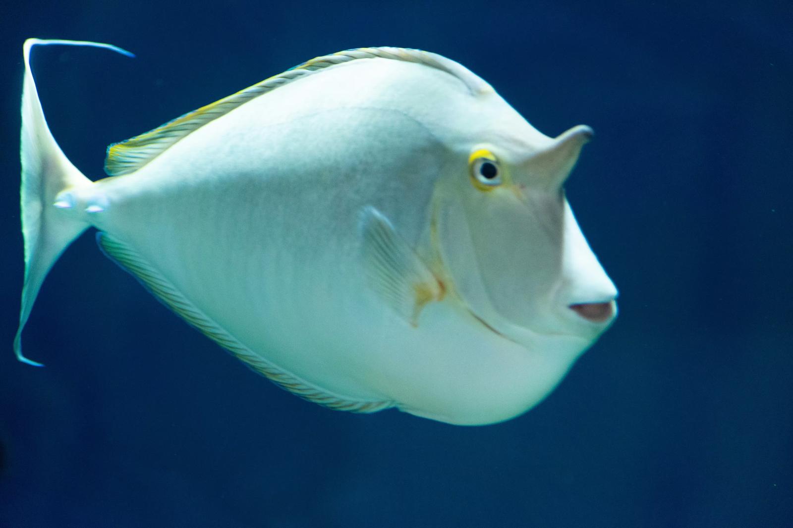 6-2. グリーン調達法、デジタル製品パスポート（DPP）、建築物LCAなどの最新動向