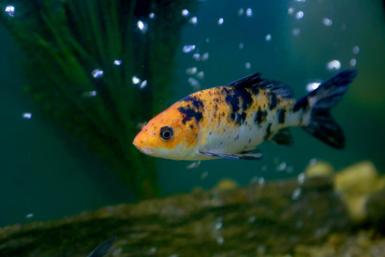 GX推進法とは：企業担当者が知るべき義務と戦略