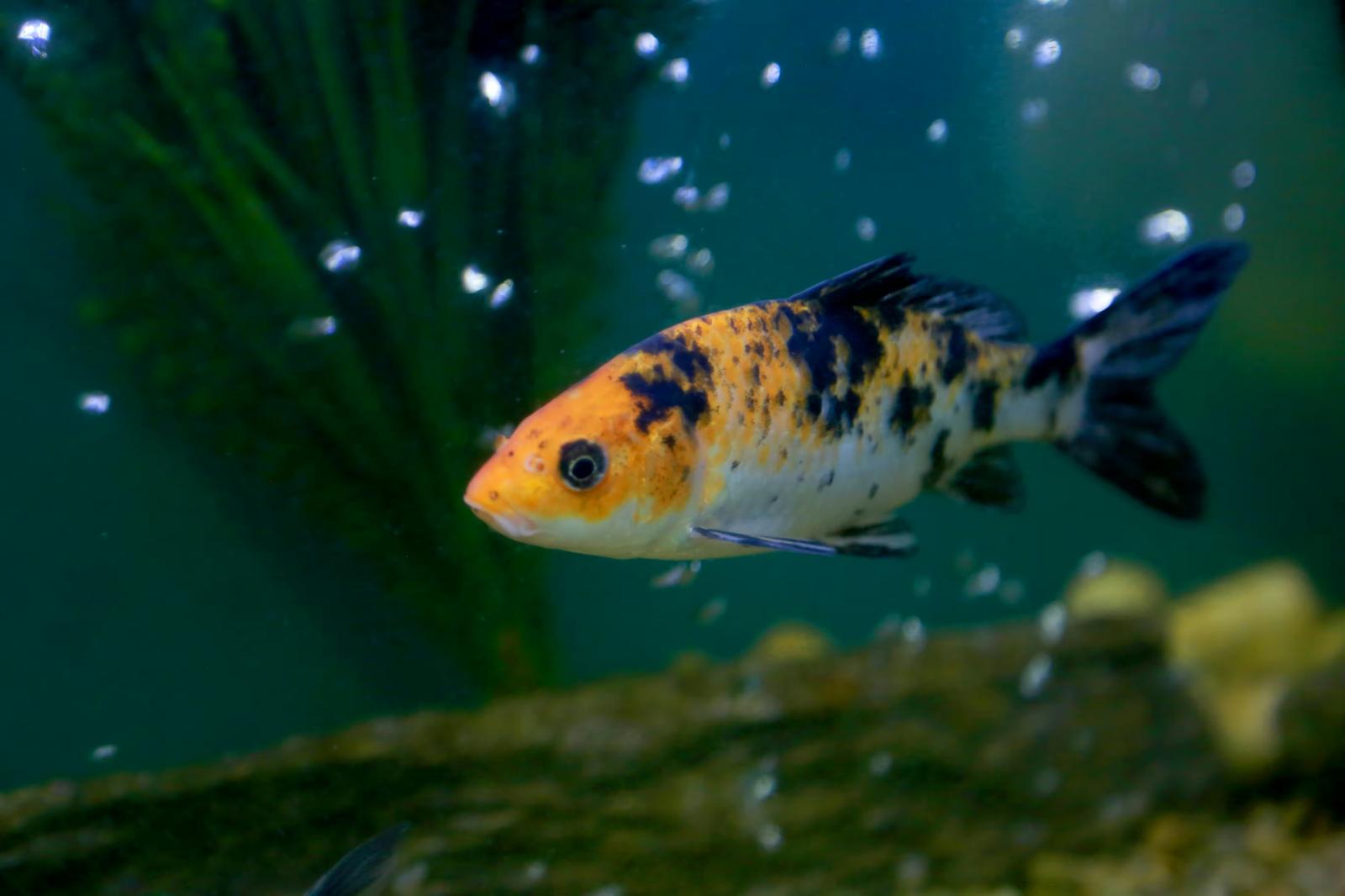 GX推進法とは：企業担当者が知るべき義務と戦略